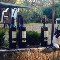 Philippe Dieudonne's Photo
