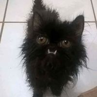 Faride Urseli的照片