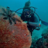 pilar ferrer的照片