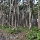 Caminhada Floresta de Pinheiros's picture