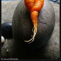 Fotos von Laurent Monloubou