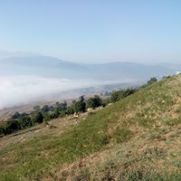 Omid Roshani's Photo