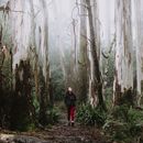 Mount Macedon Hike's picture