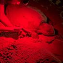 Baby Turtle Farewell's picture