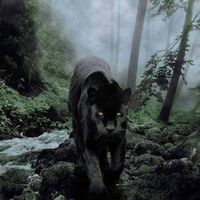 Manou Ambert's Photo