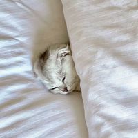 Aaliyah Aaliyah的照片