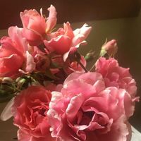 Kit Noack Corris的照片