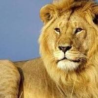 Ahmad Gillani的照片