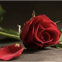 Almohb Alhabeeb的照片