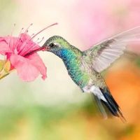 Hummingbird Journey的照片