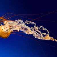 oscar  tomas's Photo