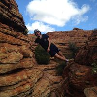 La rosa Menphis的照片