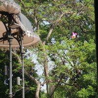 Jan Labourie的照片