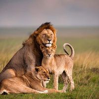 yacine chagdali's Photo