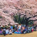 "HANAMI"Open-air party under cherry blossom tree's picture