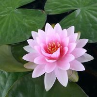 Photos de Raein David