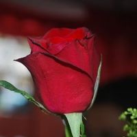 Ahmad Khaliq's Photo