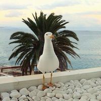 Petko Peychinov的照片