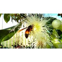 Khamisatul Husna的照片