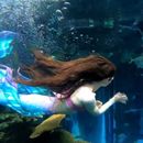 🧜‍♀️ Mermaid: best free aquarium in Las Vegas 's picture