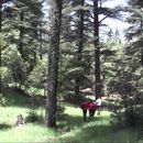 "Cedar Forest Safari: Meet Morocco's Barbary Macaq's picture