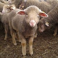 Sebastien Charles's Photo