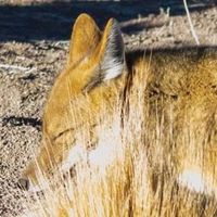 Bichi Neira的照片