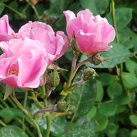 Sara Sarvari的照片