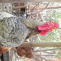 Benjamin Renzo Lopez的照片