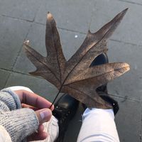 Srta Amanita's Photo