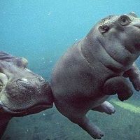 Phoenix ElGielat's Photo