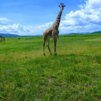 Fiacre  🇷🇼's Photo