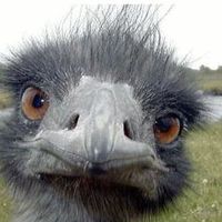 János Ormandi's Photo