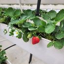 Photo de l'événement Pick Your Own Strawberries