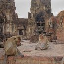 Trip To Monkey City Lopburi's picture