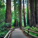 Explore Muir Woods and Angel Island!'s picture