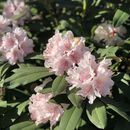 1st Day of Summer Potluck's picture