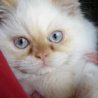 Prye Stilettos's Photo