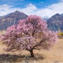 Ladakh Apricot Blossom Trip's picture