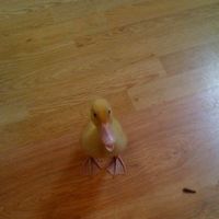 Graham Hallam的照片