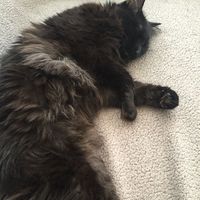 Allison Macleod的照片