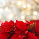 Nochebuena Para Gente Sola's picture