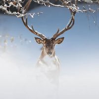 Photos de Hoz Raqiix