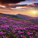 Valley Of Flowers Trek的照片