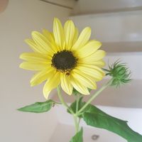 Sara Komulainen's Photo