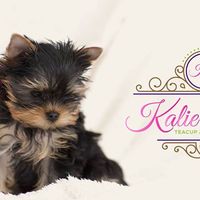 Фотографии пользователя Kalie's Pup