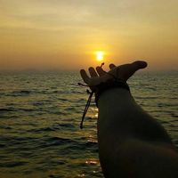 Laion Camargo's Photo