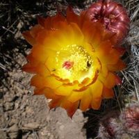 Fotos de Claus Fitzi