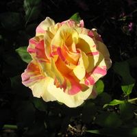 chantal foucault's Photo