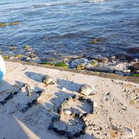 Maher Darwish的照片